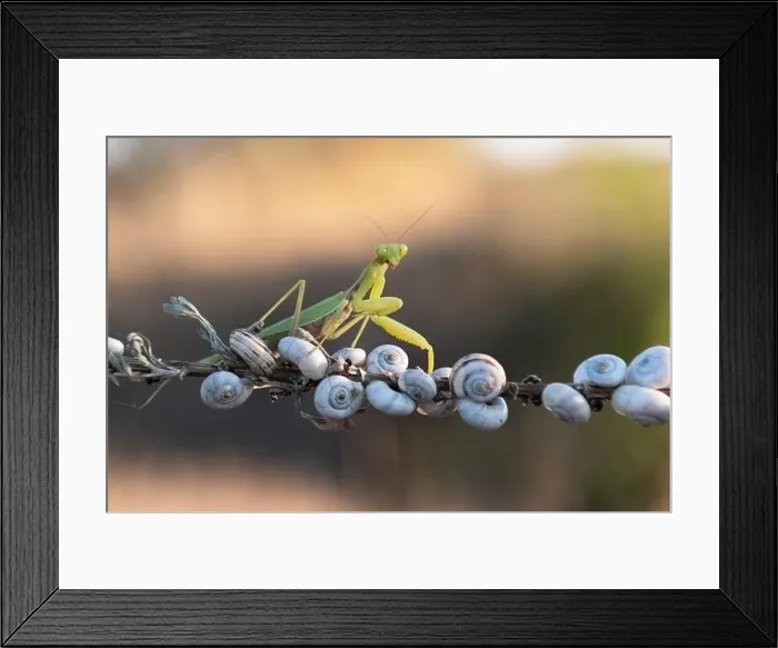 Framed Print : European Mantis religiosa or Praying Mantis on twig closeup. Macro shot. Insect photography Framed Print : European Mantis religiosa or Praying Mantis on twig closeup. Macro shot. Insect photography