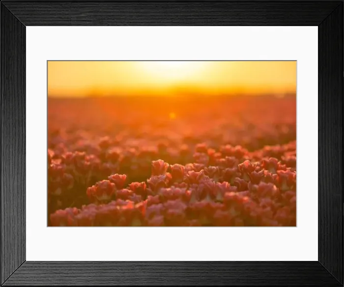 Framed Print : Fields of blooming red tulips at sunrise. Beautiful outdoor scenery in Netherlands, Europe Framed Print : Fields of blooming red tulips at sunrise. Beautiful outdoor scenery in Netherlands, Europe