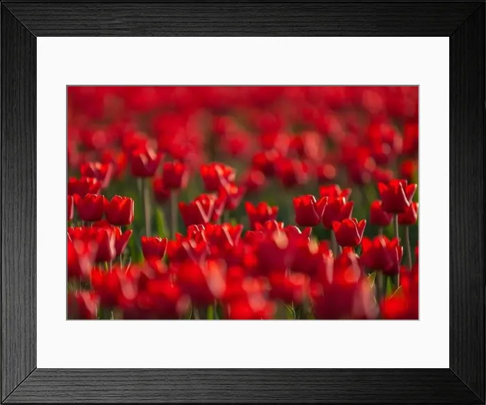 Framed Print : Red tulip fields in the dutch countryside, South Holland, the Netherlands Framed Print : Red tulip fields in the dutch countryside, South Holland, the Netherlands