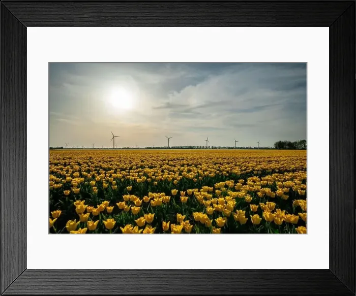 Framed Print : Scenic View Of Yellow Flowering Field Against Sky, Netherlands Framed Print : Scenic View Of Yellow Flowering Field Against Sky, Netherlands
