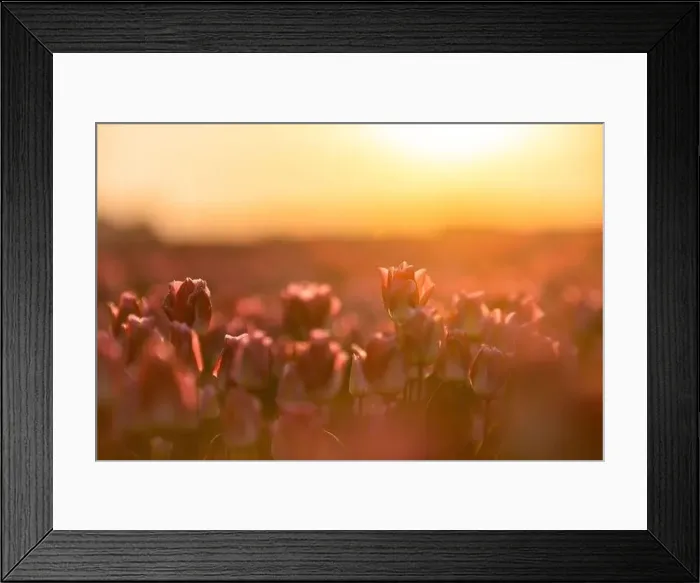 Framed Print : Tulip Flowers Production in Lisse, Netherlands Framed Print : Tulip Flowers Production in Lisse, Netherlands