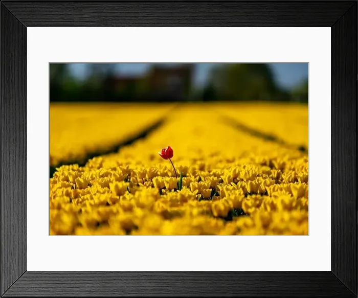 Framed Print : Blooming tulip field in North Holland, the Netherlands Framed Print : Blooming tulip field in North Holland, the Netherlands