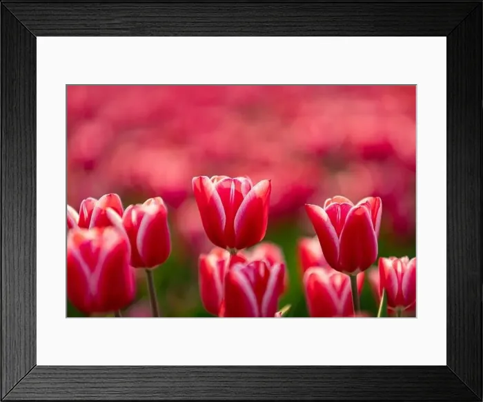 Framed Print : Pink tulips field with the sunlight. Famous beautiful flower bloom in spring day Framed Print : Pink tulips field with the sunlight. Famous beautiful flower bloom in spring day