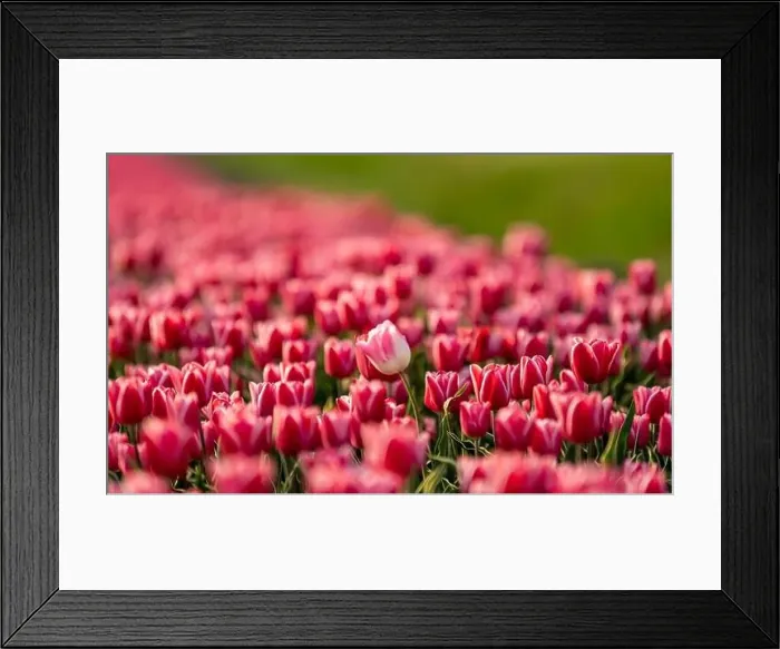 Framed Print : Pink tulips field with the sunlight. Famous beautiful flower bloom in spring day Framed Print : Pink tulips field with the sunlight. Famous beautiful flower bloom in spring day