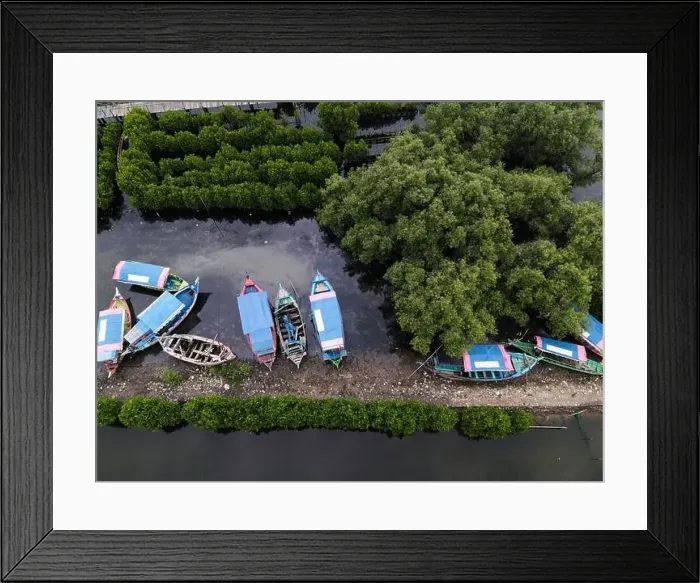 Framed Print : Aerial view of fisherman village and mangrove forest in rainy season. Bekasi, Indonesia, March 9, 2021 Framed Print : Aerial view of fisherman village and mangrove forest in rainy season. Bekasi, Indonesia, March 9, 2021