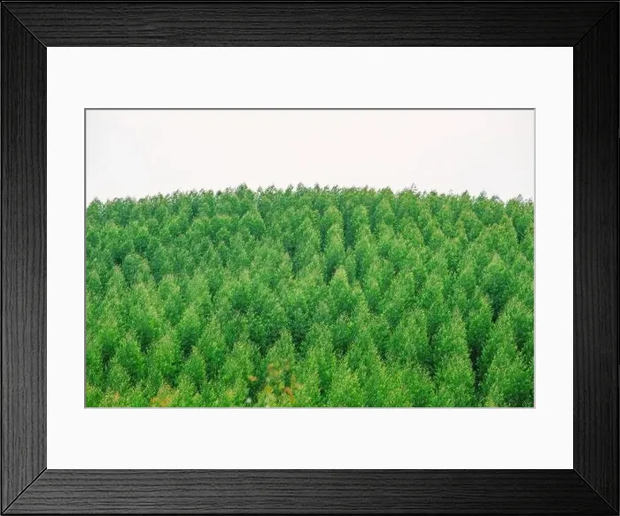 Framed Print : Aerial view of summer green trees in a forest Framed Print : Aerial view of summer green trees in a forest