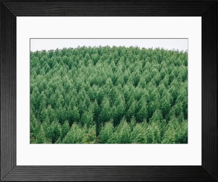 Framed Print : Aerial view of summer green trees in a forest Framed Print : Aerial view of summer green trees in a forest