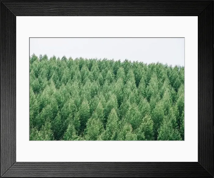 Framed Print : Aerial view of summer green trees in a forest Framed Print : Aerial view of summer green trees in a forest