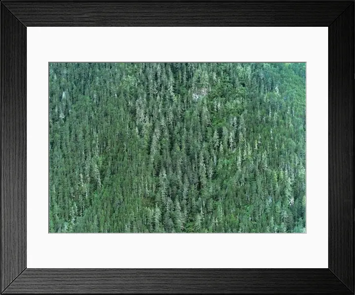 Framed Print : The forest on the mountain from afar Framed Print : The forest on the mountain from afar
