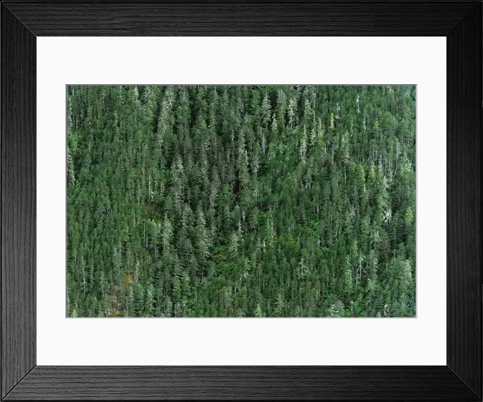 Framed Print : The forest on the mountain from afar Framed Print : The forest on the mountain from afar