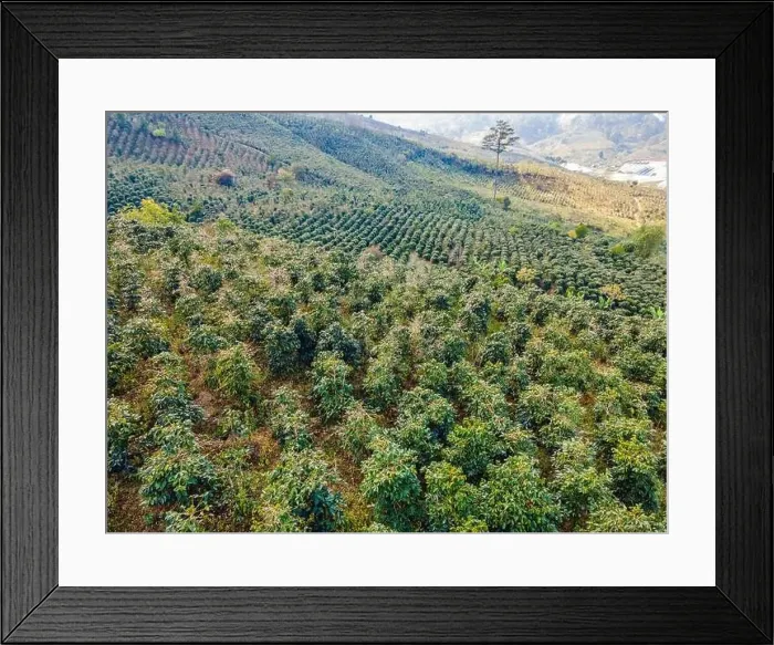 Framed Print : Aerial drone view of a green coffee field in Vietnam Framed Print : Aerial drone view of a green coffee field in Vietnam