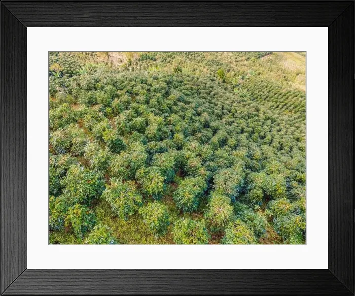 Framed Print : Aerial drone view of a green coffee field in Vietnam Framed Print : Aerial drone view of a green coffee field in Vietnam