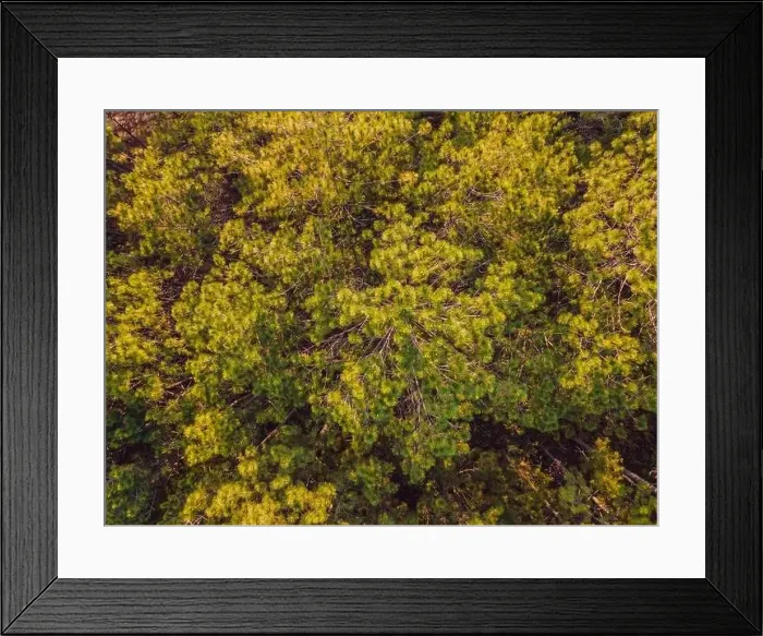 Framed Print : Aerial top view of summer green trees in forest in rural Finland. Drone photography Framed Print : Aerial top view of summer green trees in forest in rural Finland. Drone photography