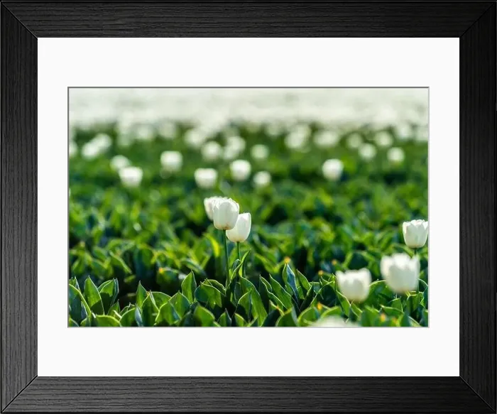 Framed Print : Tulip Flowers Production in Lisse, Netherlands Framed Print : Tulip Flowers Production in Lisse, Netherlands