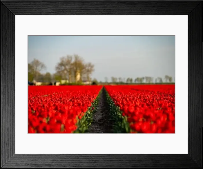 Framed Print : Red tulip fields in the dutch countryside, South Holland, the Netherlands Framed Print : Red tulip fields in the dutch countryside, South Holland, the Netherlands