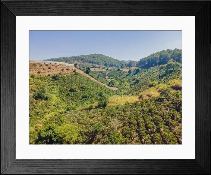 Framed Print : Aerial drone view of a green coffee field in Vietnam Framed Print : Aerial drone view of a green coffee field in Vietnam
