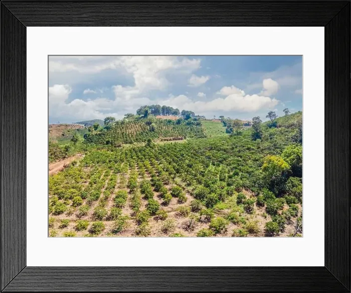 Framed Print : Aerial drone view of a green coffee field in Vietnam Framed Print : Aerial drone view of a green coffee field in Vietnam