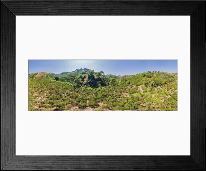 Framed Print : Aerial drone view of a green coffee field in Vietnam Framed Print : Aerial drone view of a green coffee field in Vietnam