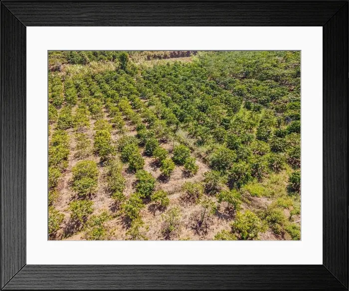 Framed Print : Aerial drone view of a green coffee field in Vietnam Framed Print : Aerial drone view of a green coffee field in Vietnam