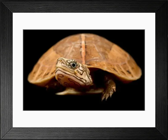 Framed Print : Central Vietnamese flowerback box turtle (Cuora bourreti ) Framed Print : Central Vietnamese flowerback box turtle (Cuora bourreti )