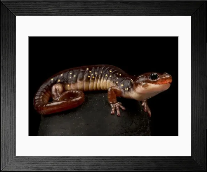 Framed Print : Arboreal salamander (Aneides lugubris) Framed Print : Arboreal salamander (Aneides lugubris)