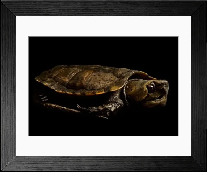 Framed Print : Big-headed turtle (Platysternon megacephalum) Framed Print : Big-headed turtle (Platysternon megacephalum)