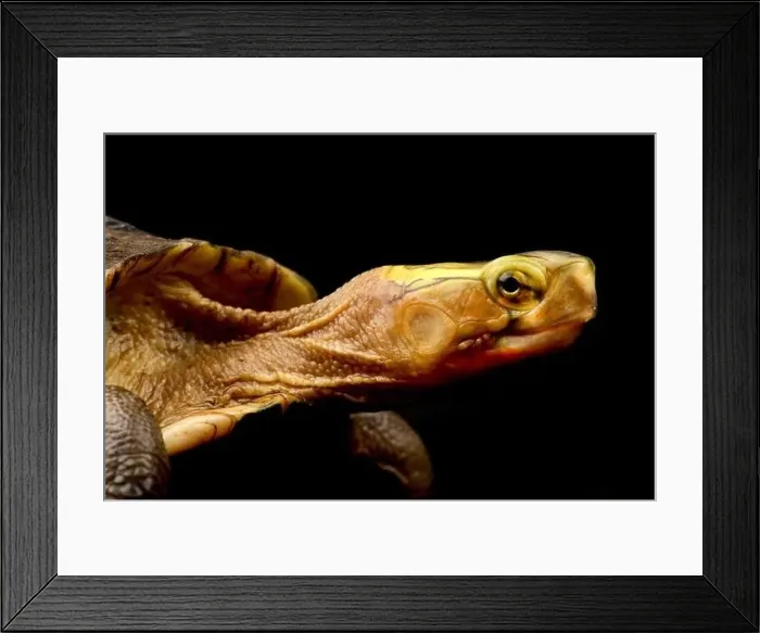 Framed Print : Yellow-margined Box Turtle (Cuora flavomarginata sinensis) Framed Print : Yellow-margined Box Turtle (Cuora flavomarginata sinensis)
