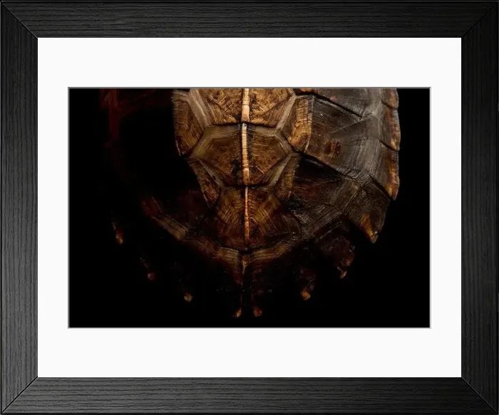 Framed Print : Keeled box turtle (Pyxidea mouhotii) Framed Print : Keeled box turtle (Pyxidea mouhotii)