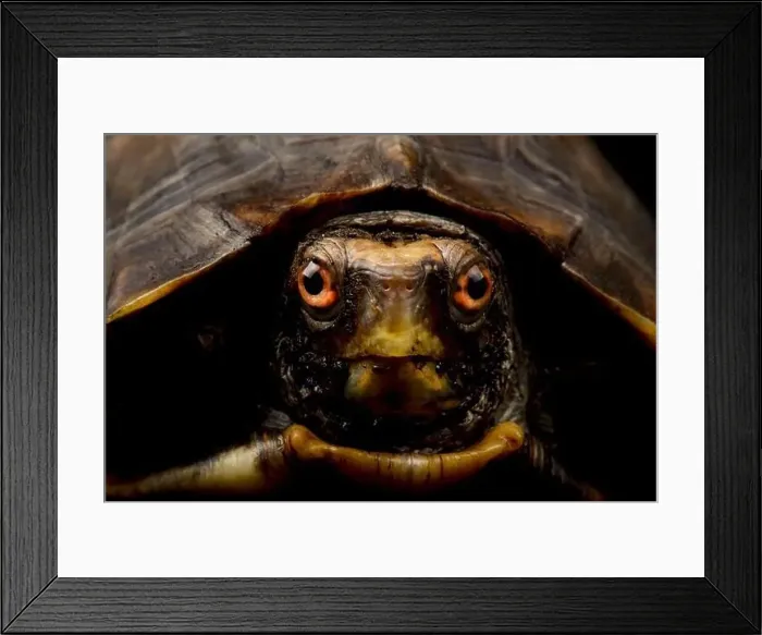 Framed Print : Keeled box turtle (Pyxidea mouhotii) Framed Print : Keeled box turtle (Pyxidea mouhotii)