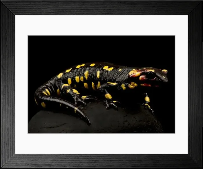 Framed Print : Portugese fire salamander (Salamandra salamandra gallaica) Framed Print : Portugese fire salamander (Salamandra salamandra gallaica)