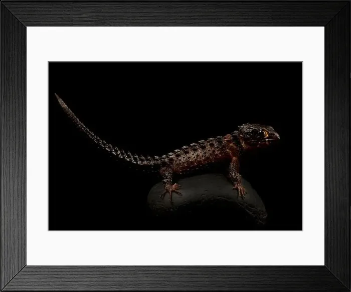 Framed Print : White-eyed crocodile skink (Tribolonotus novaeguineae)