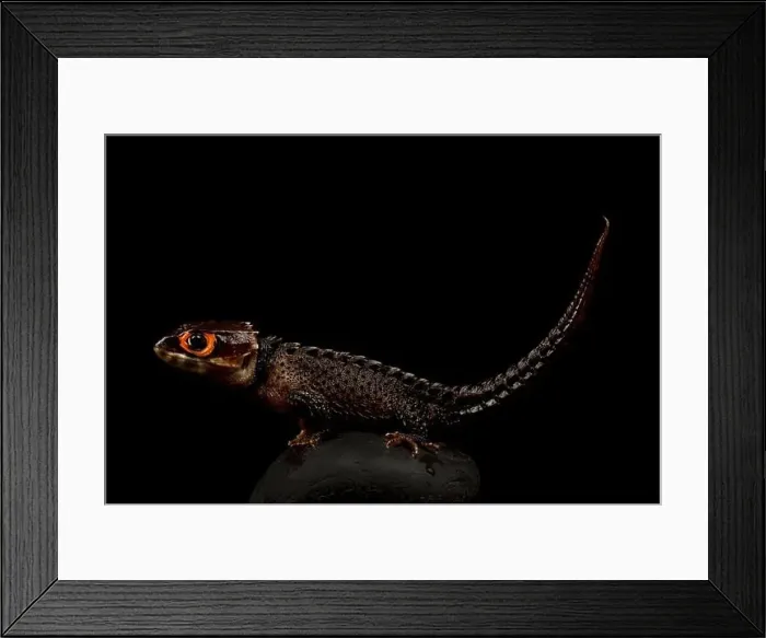 Framed Print : Red eyed crocodile skink (Tribolonotus gracilis) Framed Print : Red eyed crocodile skink (Tribolonotus gracilis)
