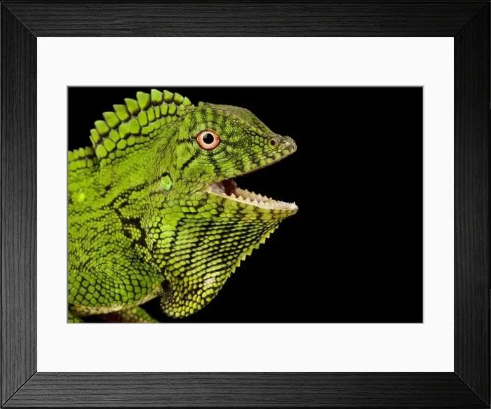 Framed Print : Abbott's Anglehead Lizard (Gonocephalus abbotti) Framed Print : Abbott's Anglehead Lizard (Gonocephalus abbotti)