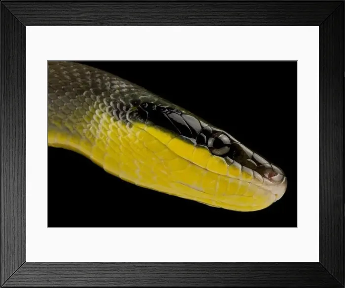 Framed Print : Sumatran ratsnake (Orthriophis taeniurus grabowskyi) Framed Print : Sumatran ratsnake (Orthriophis taeniurus grabowskyi)