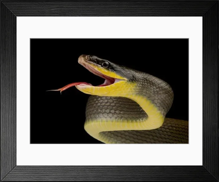 Framed Print : Sumatran ratsnake (Orthriophis taeniurus grabowskyi) Framed Print : Sumatran ratsnake (Orthriophis taeniurus grabowskyi)