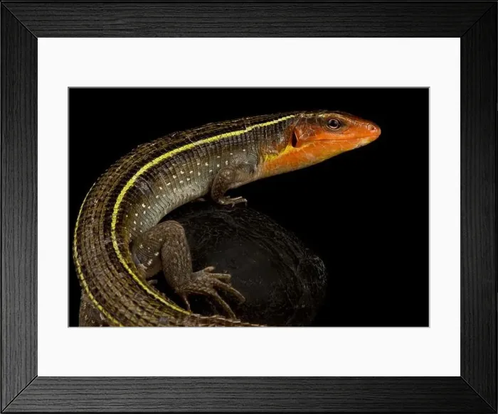 Framed Print : Congo plated lizard (Gerrhosaurus bulsi) Framed Print : Congo plated lizard (Gerrhosaurus bulsi)