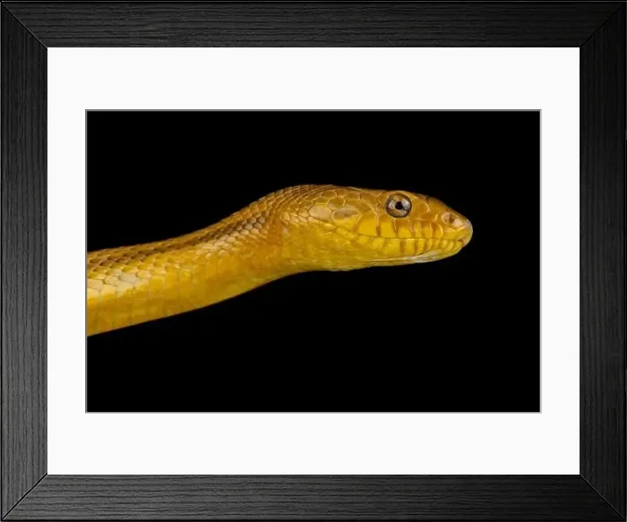 Framed Print : Eastern ratsnake (Pantherophis alleghaniensis) Framed Print : Eastern ratsnake (Pantherophis alleghaniensis)