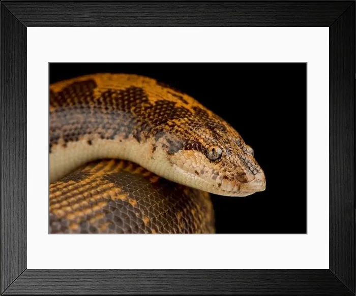 Framed Print : Kenyan sand boa (Gongylophis colubrinus) Framed Print : Kenyan sand boa (Gongylophis colubrinus)