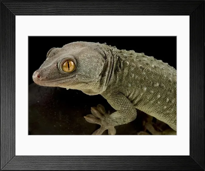 Framed Print : Tokeh gecko (Gekko Gecko) Framed Print : Tokeh gecko (Gekko Gecko)