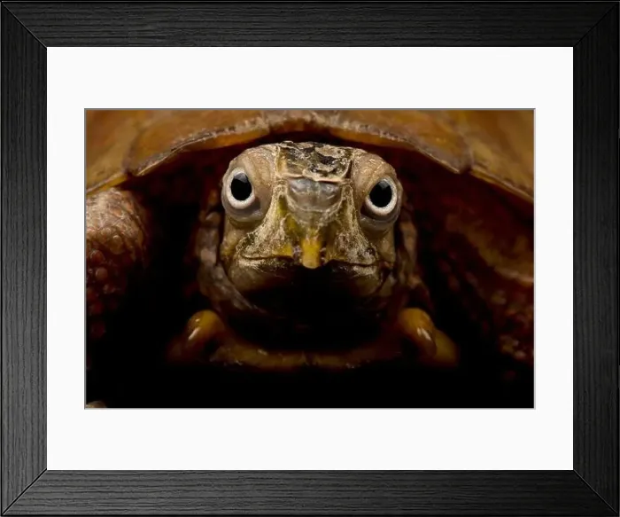 Framed Print : Black-breasted leaf turtle (Geoemyda spengleri) Framed Print : Black-breasted leaf turtle (Geoemyda spengleri)