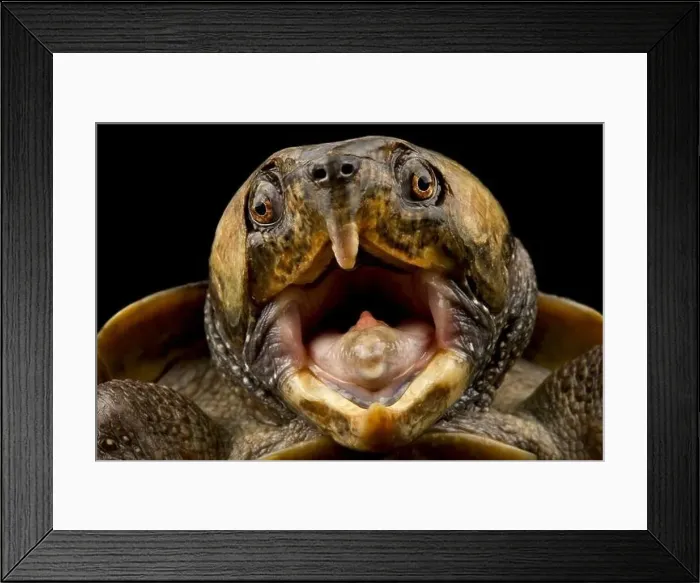 Framed Print : Big-headed turtle (Platysternon megacephalum) Framed Print : Big-headed turtle (Platysternon megacephalum)