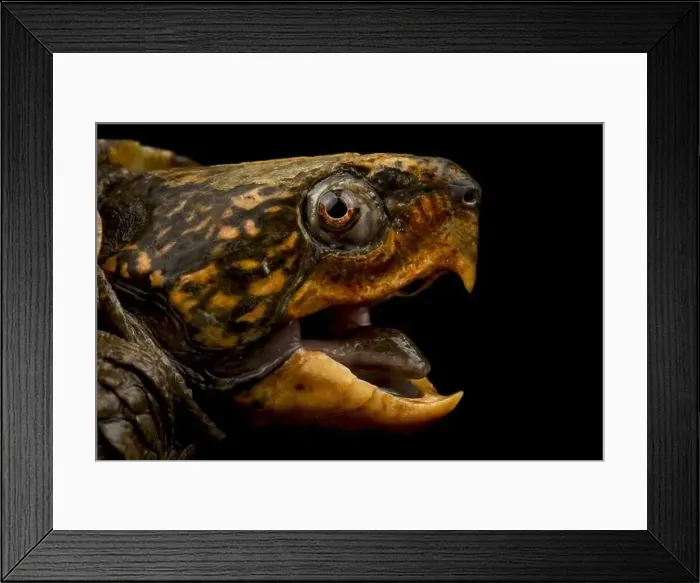 Framed Print : Big-headed turtle (Platysternon megacephalum) Framed Print : Big-headed turtle (Platysternon megacephalum)