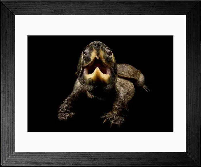 Framed Print : Big-headed turtle (Platysternon megacephalum) Framed Print : Big-headed turtle (Platysternon megacephalum)