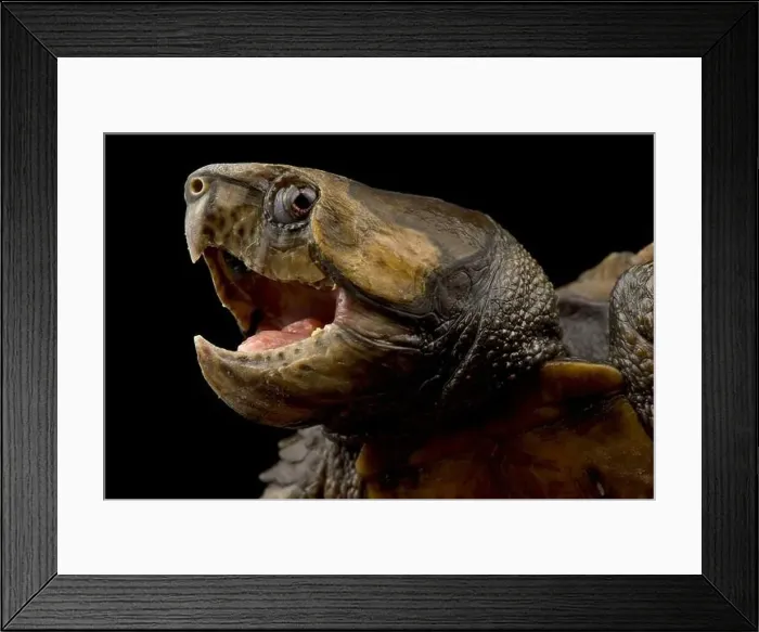 Framed Print : Big-headed turtle (Platysternon megacephalum) Framed Print : Big-headed turtle (Platysternon megacephalum)
