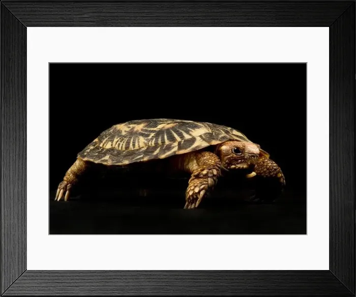 Framed Print : Pancake tortoise (Malacochersus tornieri) Framed Print : Pancake tortoise (Malacochersus tornieri)