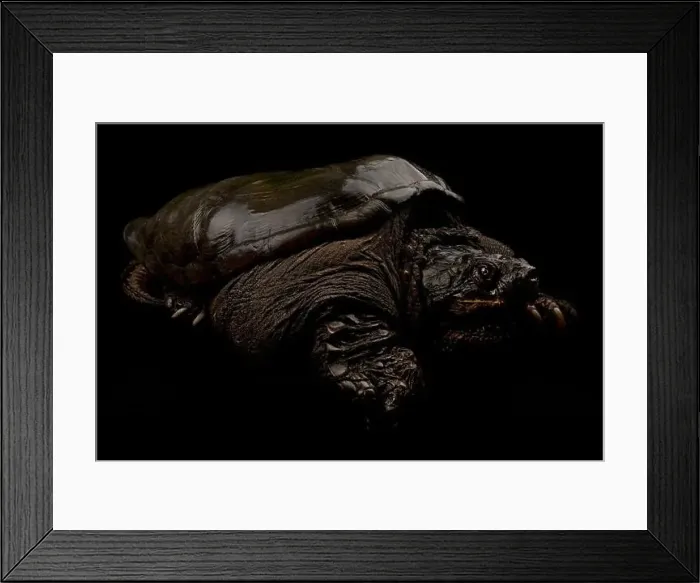 Framed Print : Common snapping turtle (Chelydra serpentina) Framed Print : Common snapping turtle (Chelydra serpentina)