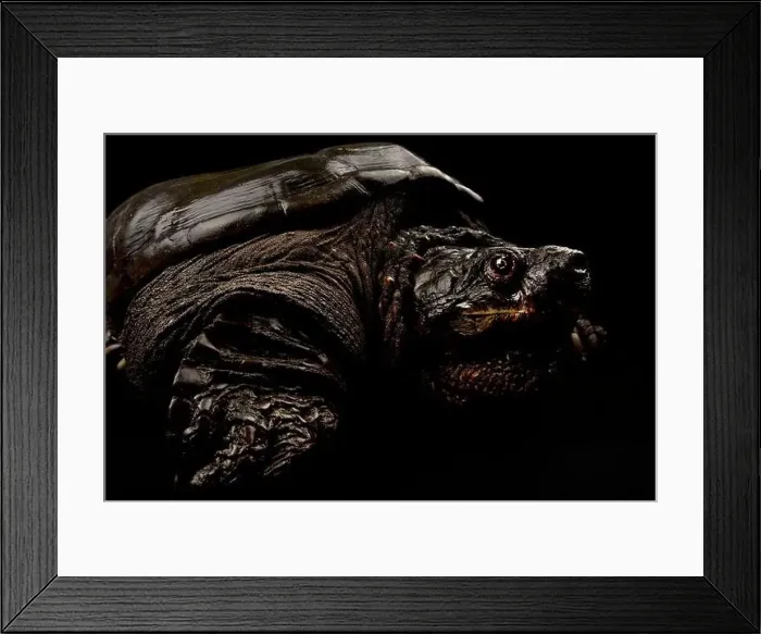 Framed Print : Common snapping turtle (Chelydra serpentina) Framed Print : Common snapping turtle (Chelydra serpentina)