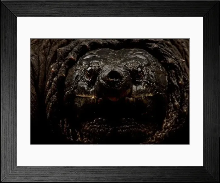 Framed Print : Common snapping turtle (Chelydra serpentina) Framed Print : Common snapping turtle (Chelydra serpentina)