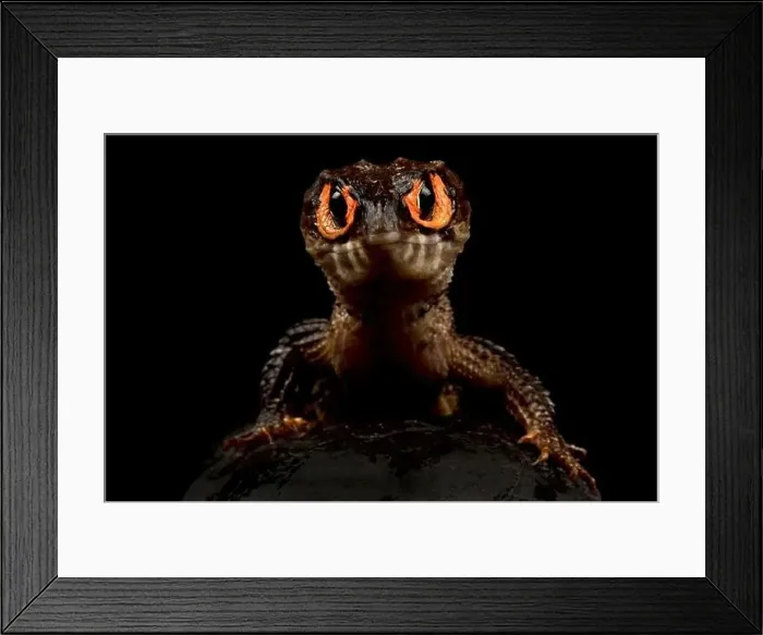 Framed Print : Red eyed crocodile skink (Tribolonotus gracilis) Framed Print : Red eyed crocodile skink (Tribolonotus gracilis)
