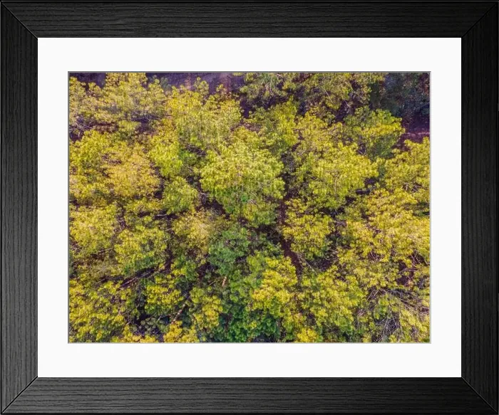 Framed Print : Aerial top view of summer green trees in forest in rural Finland. Drone photography Framed Print : Aerial top view of summer green trees in forest in rural Finland. Drone photography